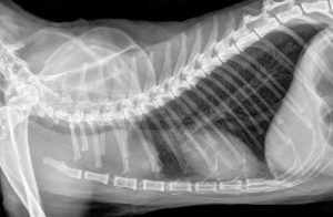 Mass in cat chest X-Ray