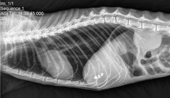 Cat X-ray with gall stones