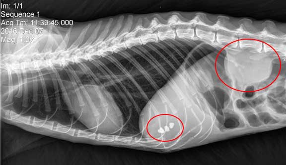 Cat X-ray with gall stones