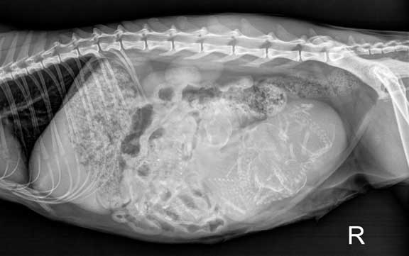X-Ray of kittens in utero