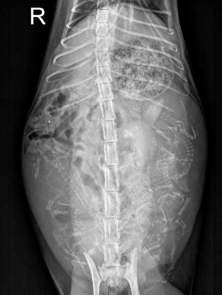 X-Ray of kittens in utero