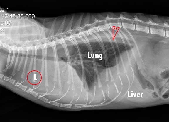 X-Ray of cat with fluid in the thorax