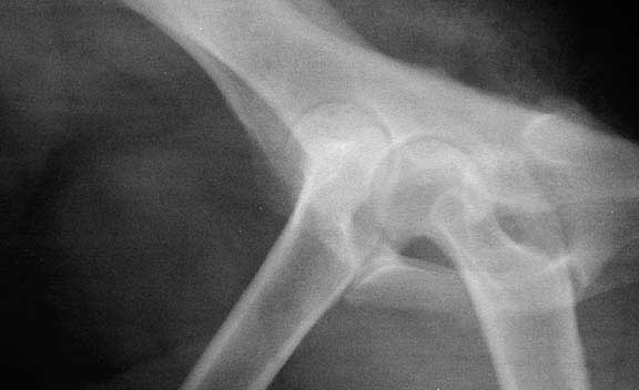 Dog hip x-ray