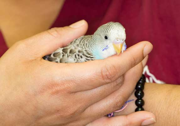 Parakeet being gently held by staff member before surgery