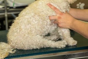 can spondylosis cause paralysis in dogs