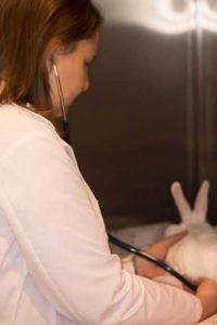 Examining a Rabbit Before Surgery