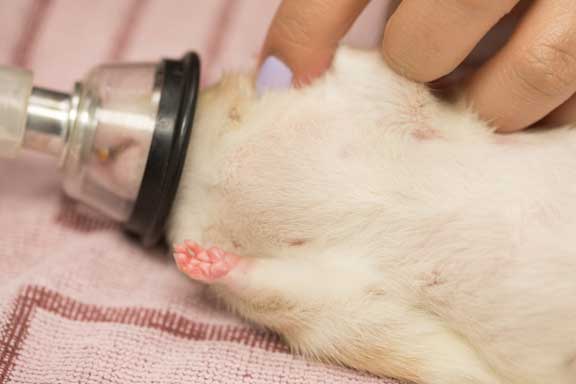 Rat under anesthesia with mask