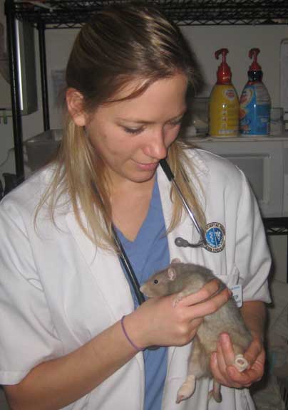 Student examining rat