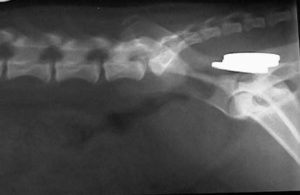 Xray of Pennies in a Dog's Rectum