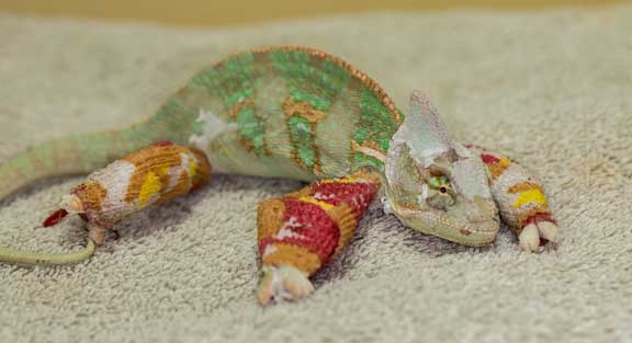 Chameleon with broken bones in splints