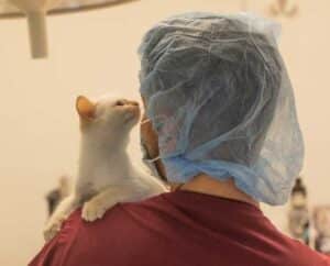 Staff member holding a sedated cat