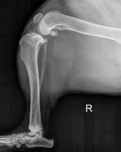 Xray of the Knee (Stifle) Joint in a Dog
