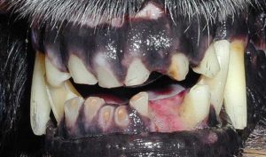 Worn Down Incisor Teeth From Chronic Chewing At Skin