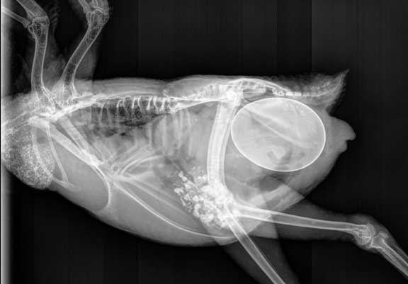 Xray of a bird with a large egg