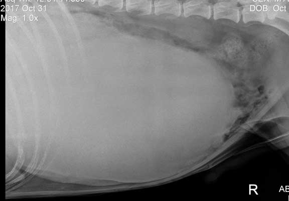 Enlarged spleen on X-ray