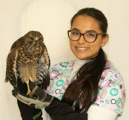 Receptionist holding a hawk from our Wildlife Program