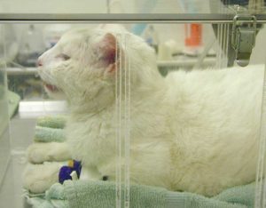 Cat Having a Difficult Time Breathing Place in an Oxygen Cage 