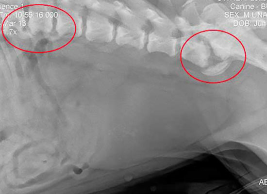 dog-spondylosis-enlarged-bladder