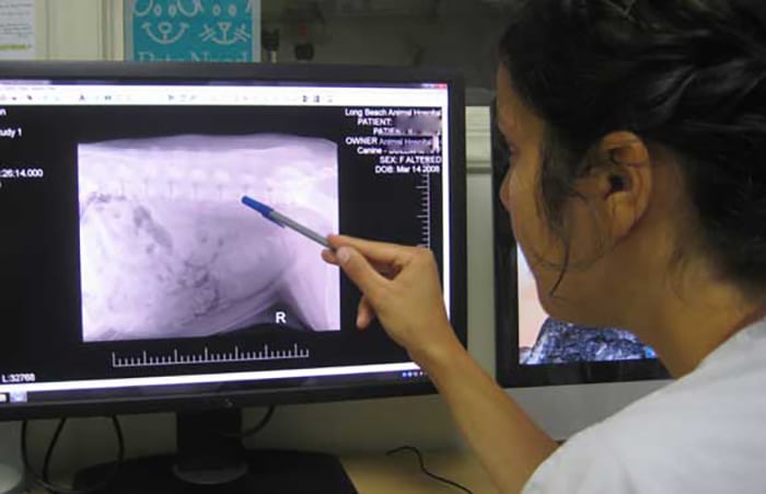 Student looking at a radiograph on the screen
