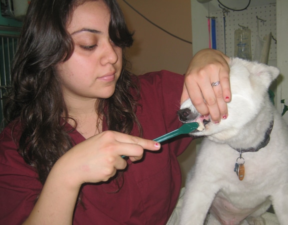 Brushing a Dog's Teeth Demonstration