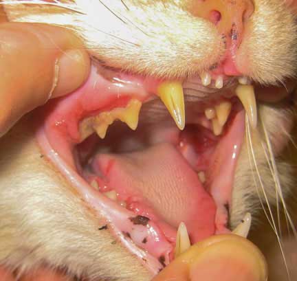 A cat's mouth showing severe dental disease