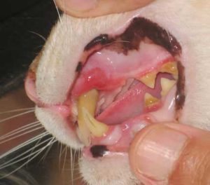 Infected Canine Tooth