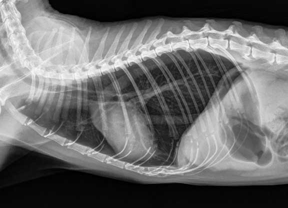 Normal cat chest X-ray