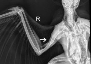 Xray of a hawk with a fracture humerus as indicated by the arrow