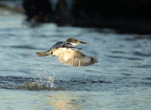 Kingfisher Bursting out of Water