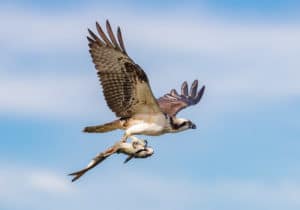 Osprey Flying by with Fish in Talons