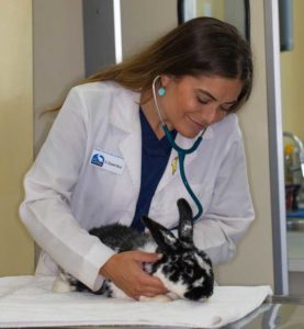 Rabbit Getting its Heart Checked with a Stethoscope