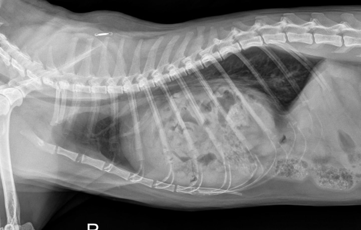 Xray of a Diaphragmatic Hernia in a Cat