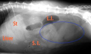 Labeled x-ray of infected uterus