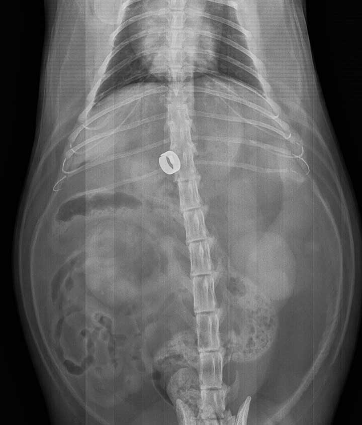 X- Ray of Ameroid Ring in Cat