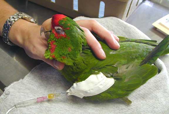 Sick bird being given IV fluids