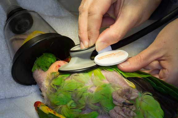 Nurse anesthetist monitoring a bird under anesthesia