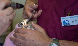 Dr. P removing a foreign body from the mouth of a peregrine falcon