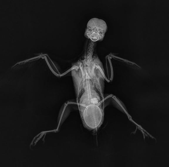 Xray of a parakeet that is egg bound