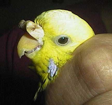 Budgie (parakeet) with exuberant beak tissue at the nose (cere) called hyperkeratosis