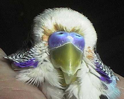 Male budgie (parakeet) with minor nasal discharge that is not scaly face mites