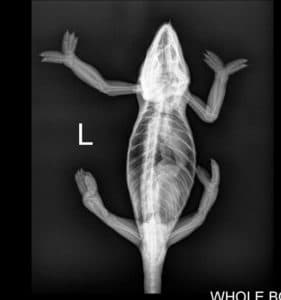 Top view X-ray of a chameleon with normal bones