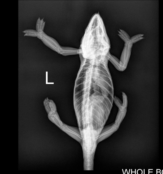 Top view X-ray of a chameleon with normal bones