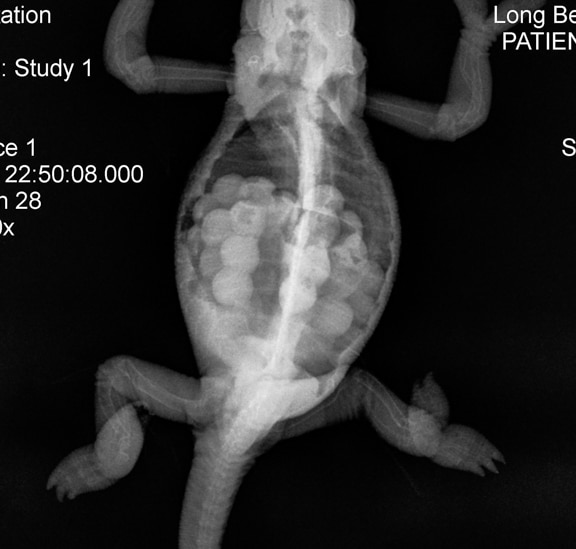 X-ray of a chameleon filled with eggs