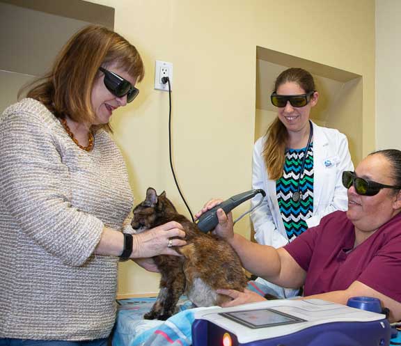 Treating A Cat With The Companion Laser