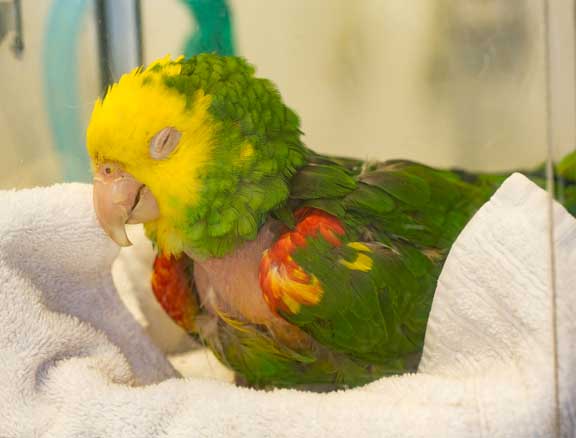 Ill bird being treated with warmth and oxygen