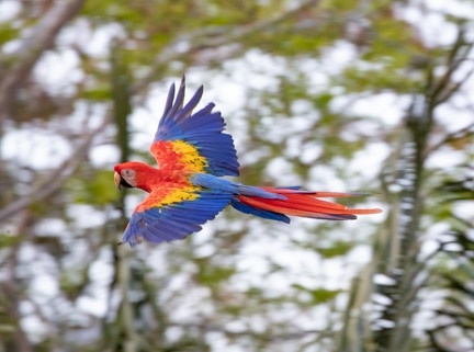 Macaw flying by in Costa Rica