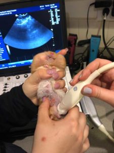 We Even Do Ultrasound On Patients Like This Hammie With Fat cheeks