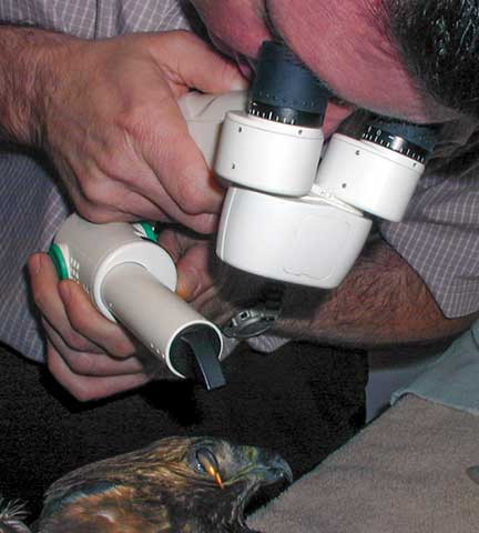 Dr. Paul Jackson performing a eye exam on a hawk