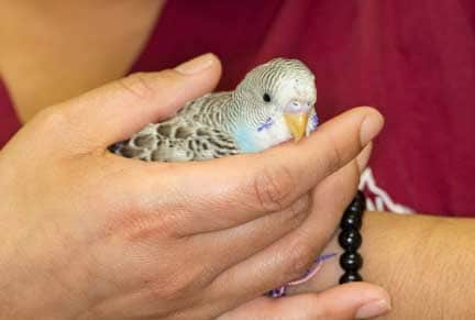 Budgie (parakeet) being gently held by one of our nurses