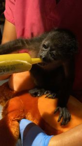 Baby Howler Monkey Being Fed